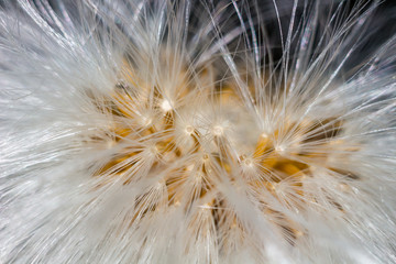 Obraz premium Beautiful background from seeds of plant Tussilago farfara, commonly known as coltsfoot