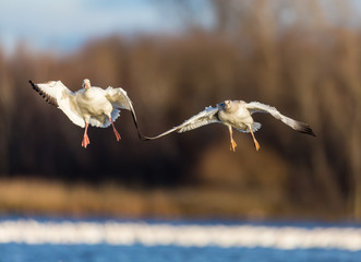 Snow geese gathering in Quebec Canada preparing for the migration south.
