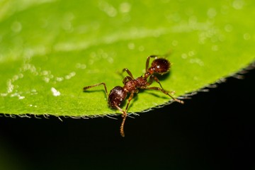 Little red ant walking on a green leaf