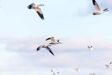 Snow geese gathering in Quebec Canada preparing for the migration south.