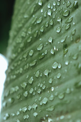 Hoja de guineo. gotas de lluvia