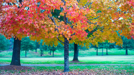 Fort Mill SC Fall Colors © PRIME Studio