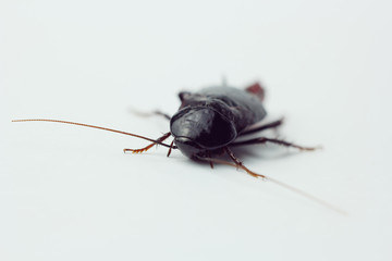 Red pregnant cockroach with an egg, on a white isolated background. Macro photo close-up.