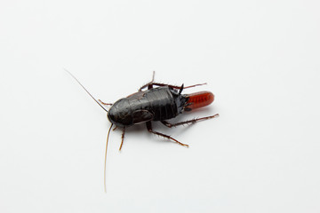 Red pregnant cockroach with an egg, on a white isolated background. Macro photo close-up.