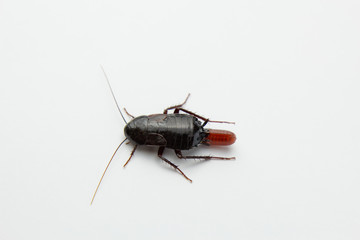 Red pregnant cockroach with an egg, on a white isolated background. Macro photo close-up.