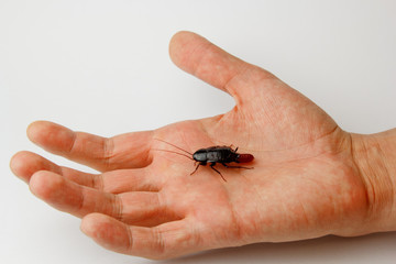 Obraz premium Red pregnant cockroach with an egg on a human hand. Macro photo close-up.