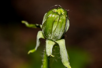 Unblown green flower bud of common dandelion (Taraxacum officinale)