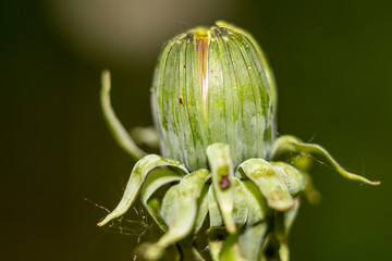 Unblown green flower bud of common dandelion (Taraxacum officinale)