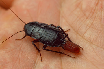 Red pregnant cockroach with an egg on a human hand. Macro photo close-up.