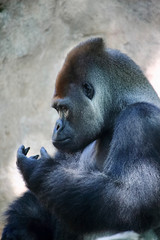 Portrait of a huge silverback gorilla. This amazing primate can only be found in Rwanda and Uganda, national nature reserves.