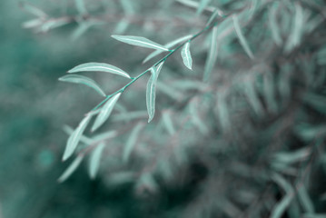 Cold toned green leaves background. Natural foliage botanical blue or mint background.