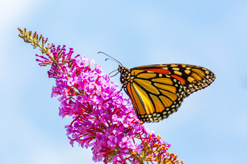 butterfly on flower