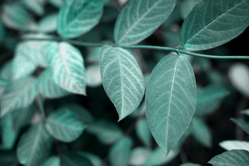 Cold toned green leaves background. Natural foliage botanical blue or mint background.