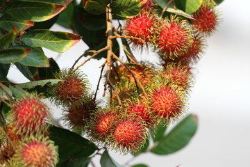 Rambutan