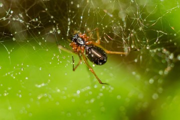 Spider weaves a web, beautiful background
