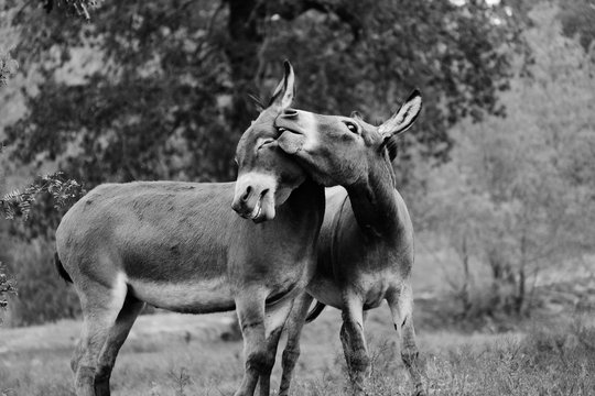 Funny mini donkeys playing, animal friendship shows brother laughing in black and white.