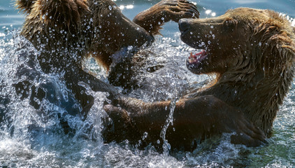 Alask Bears