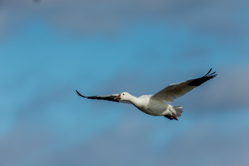 Snow geese gathering in Quebec Canada preparing for the migration south.
