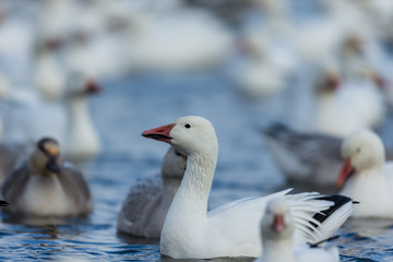 Snow geese gathering in Quebec Canada preparing for the migration south.