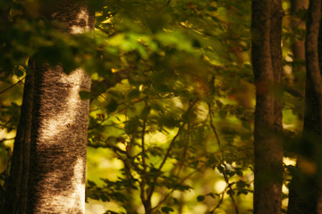 Fototapeta premium A forest in Abruzzo, Italy