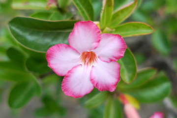 Closeup Pink flowers of Desert rose, Mock Azalea, Pinkbignonia, Impala lily booming in the garden, park. Leaves background.pink flowers with water drops on petal.