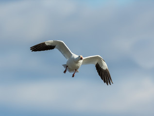 Snow geese gathering in Quebec Canada preparing for the migration south.