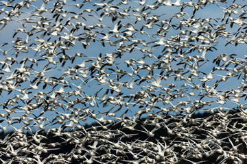 Snow geese gathering in Quebec Canada preparing for the migration south.