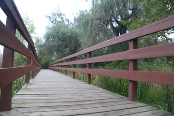 Nature and Bridge