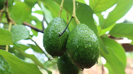 Avocado balls in the stem, green leaves 
