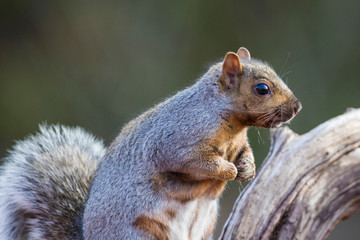  eastern gray squirrel (Sciurus carolinensis)