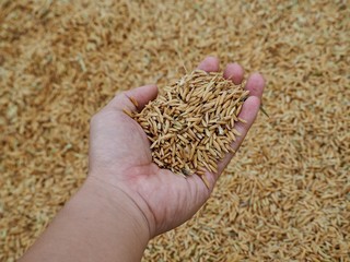 Man hand holding brown glod sticky rice seed that dry on the floor after harvesting from the farm.