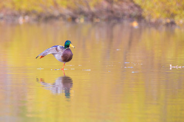 Mallard drake relaxing in autumn