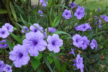 Purple ruellia tuberosa flowers are blooming full of trees in garden with blurred windmill background at phu foi lom Udonthani Thailand.Selective focus.