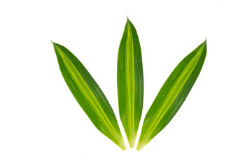 Very beautiful, fresh Green leaf isolated on white background.Long, bright, purple and green leaves of a tropical plant.