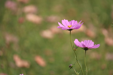 コスモス