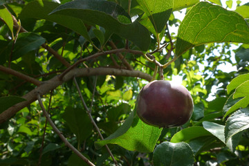Flacourtia indica , Ramontchi tree have fruit Beautiful, sweet taste.