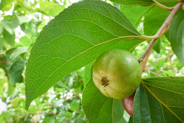 Flacourtia indica , Ramontchi tree have fruit Beautiful, sweet taste.