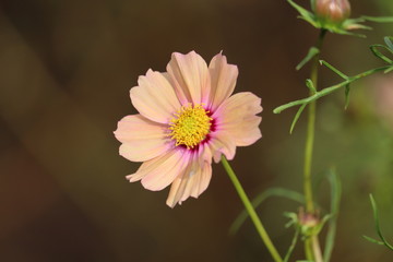 コスモス