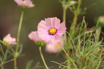 コスモス