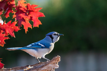Blue jay in fall