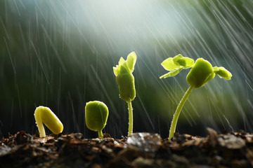 Plants growing from seed with raining.