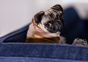 Portraits of a female pedigree pug  dog.