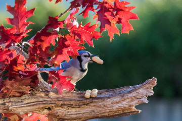 Blue jay in fall