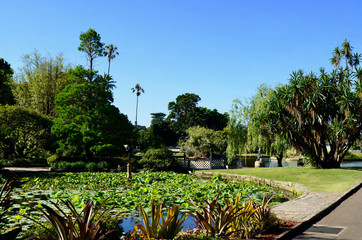 A view in the Royal Botanic Gardens in Sydney, Australia.