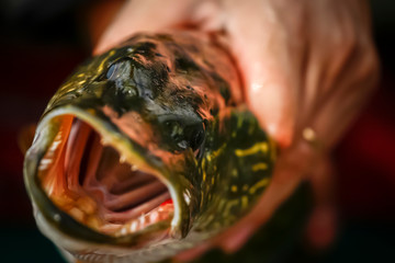 Predatory fish close-up