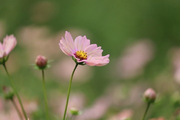 コスモス