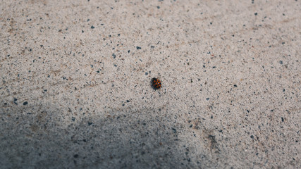 ladybug on footpath