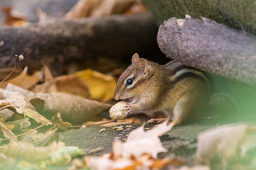 Cute eastern chipmunk in autumn