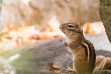 Cute eastern chipmunk in autumn