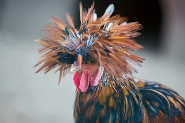 Wandaufkleber polish chicken portrait © Mircea Costina